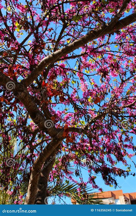 Cercis Siliquastrum Tree in the Garden Stock Image - Image of colorful, pink: 116356245