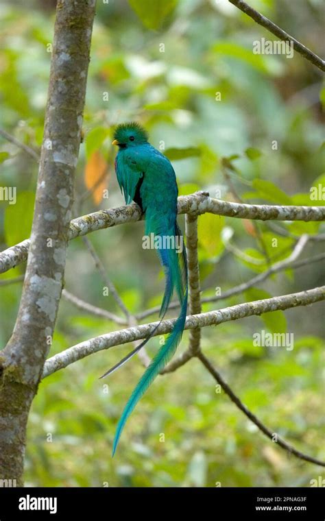 Quetzal Quetzals Bird Of The Gods Endangered Species Animals Birds