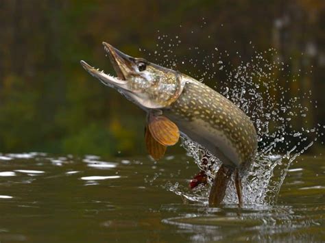 Northern Pike Size Comparison: Just How Big Do They Get? - A-Z Animals