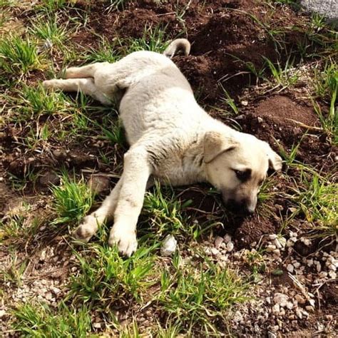 how to train your dog to be a protection dog