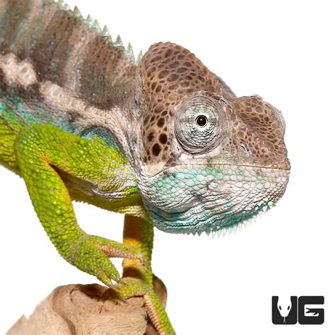 Chameleons For Sale - Underground Reptiles