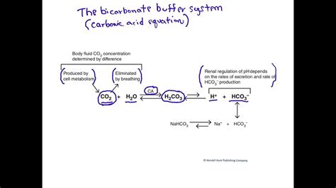 The Bicarbonate Buffer System Youtube