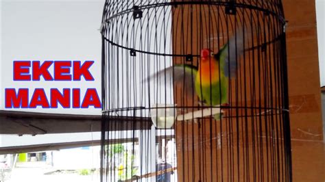 Masteran Lovebird Ngekek Panjang Youtube