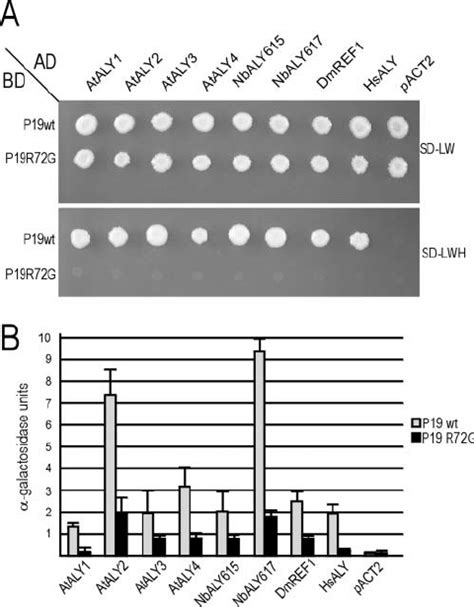 Yeast Two Hybrid Analysis Of P Aly Interactions A Yeast Growth On