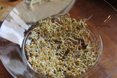 Fenugreek Sprouts Simply Sentient