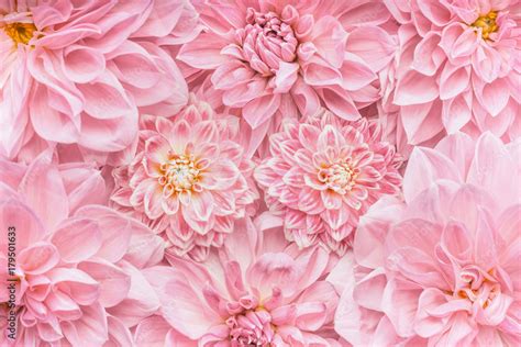 Pastel pink flowers background, top view, Layout or greeting card for ...