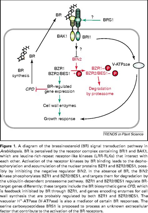 Figure From Brassinosteroid Signal Transduction Choices Of Signals