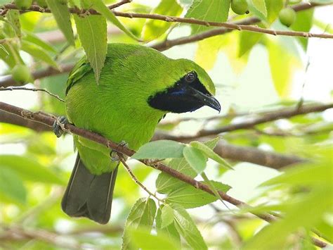 Cucak Hijau Lesser Green Leafbird Gambar