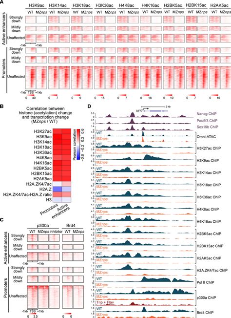 Dcas9 P300 Addgene Inc Bioz