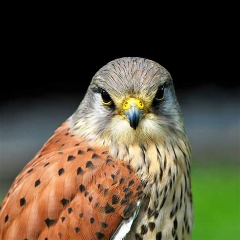 The Cornish Birds Of Prey Centre Youtube