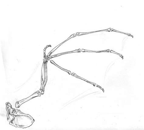 Wing Bones Skeleton Drawings Wings Drawing Wings