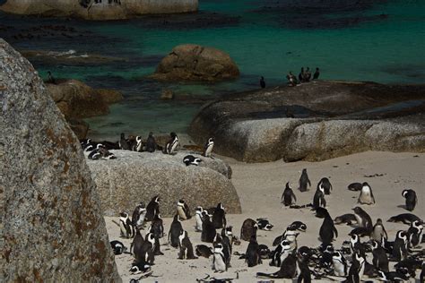 Boulders Beach Crowds African Penguins Near Cape Town Flickr