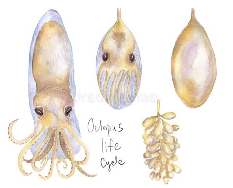 watercolor set  octopus life cycle illustration hand drawn ocean