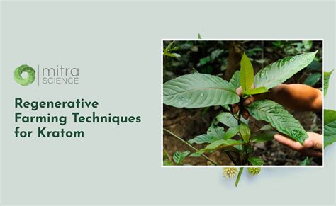Regenerative Farming Techniques for Kratom – mitrascience