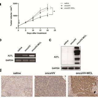 The Antitumor Effect Of Oncovv Wcl In Vivo A Huh Cells Were