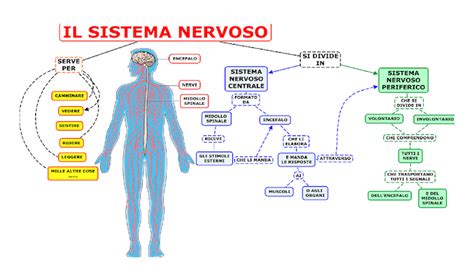 Reazione Governare Supporto Sistema Nervoso Periferico Anatomia