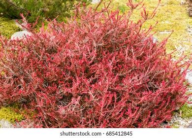 Crown Acer Palmatum Tree Red Leaves Stock Photo Shutterstock