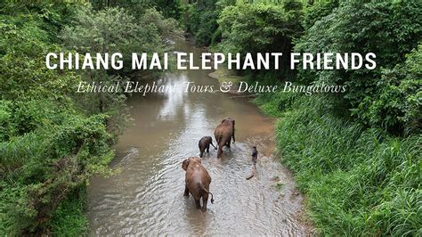 HOME - Chiang Mai Elephant Friends