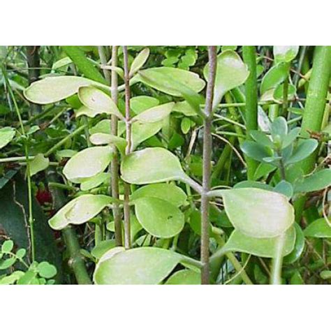 Kalanchoe Rotundifolia