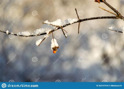 Elegant Silver Outfit Of The Beginning Of Winter Covered With Trees