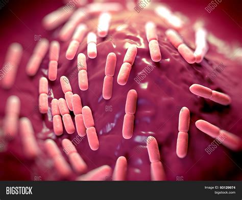 Lactobacillus Bacteria Image & Photo (Free Trial) | Bigstock