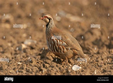 Red Legged Partridge Alectoris Rufa Norfolk Uk Stock Photo Alamy