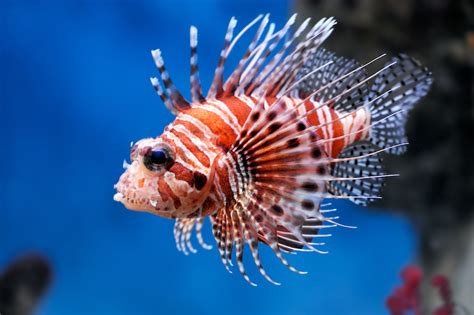 Lionfish How This Invasive Species Is Ruining Our Aquatic Life