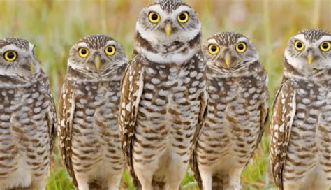 9 Fascinating Owl Species - lifeberrys.com