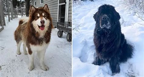 15 Best Dog Breeds for Cold Weather - ilovedogscute.com