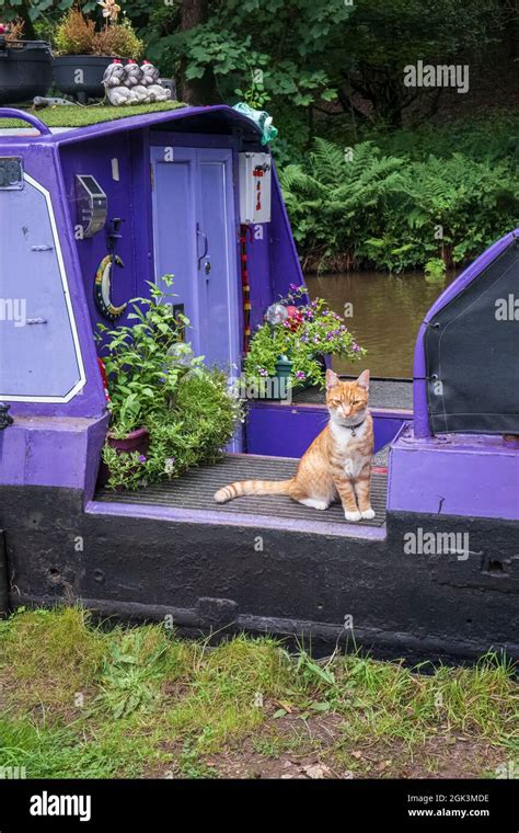 A cat living on a narrowboat, Shropshire Union Canal, near Ellesmere ...