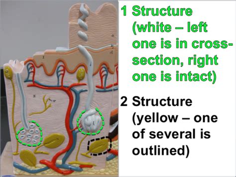 Bio Lab Quiz Integumentary System Flashcards Quizlet