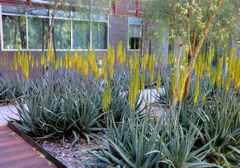 Great Design Plant Aloe Vera