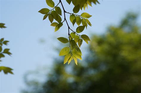 Branches And Leaves Of Chinese Hackberry Nettle Tree Celtis Sinensis