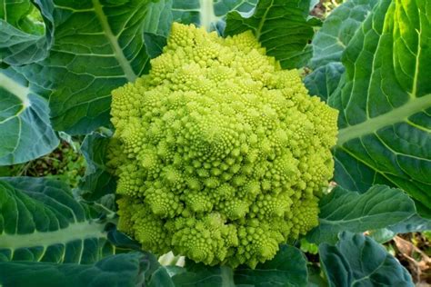 How To Plant And Grow Romanesco Broccoli Luv Garden