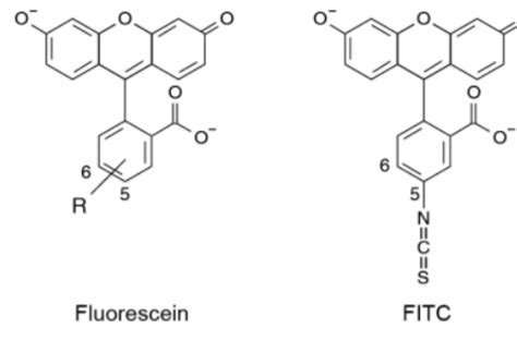 R8 Peg Fitcir825 穿膜肽r8 聚乙二醇 异硫氰基荧光素近红外荧光染料ir825 知乎