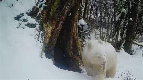 VIDEO Tri roky o nej nebolo počuť Jedinú albínsku pandu na svete