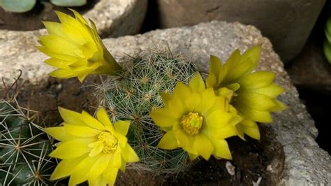 Suculentas De Flores Amarillas Que Cambiar N Tu Suerte Para Siempre