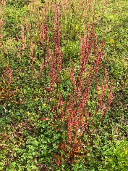 Weekly What Is It Red Sorrel UF IFAS Extension Escambia County