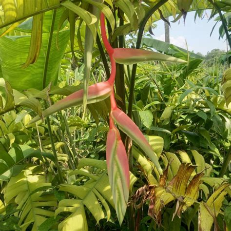 Jual Tanaman Hias Heliconia Pink Perfect Sexy Pink Shopee Indonesia