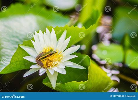 A Cute Green Frog On The Lotus Flower In The Pond Guangdong Frog