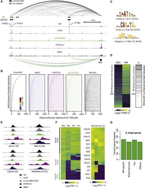 An Expansion Of The Non Coding Genome And Its Regulatory Potential