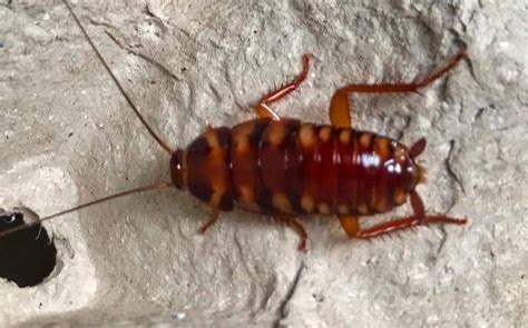 Roach Identification Control And Prevention Tips In Wa Prosite Pest