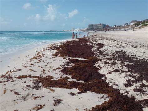 As Se Ve El Recale De Sargazo En Playa Delfines De Canc N Video Poresto