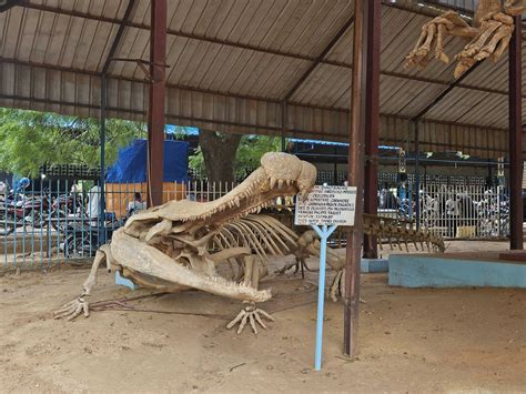 Dinosaurs to supercrocs: Niger’s bone keepers preserve its ancient fossils
