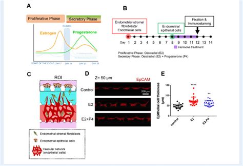 Endometrial Epithelial Cell Responses Under Proliferative And Secretory