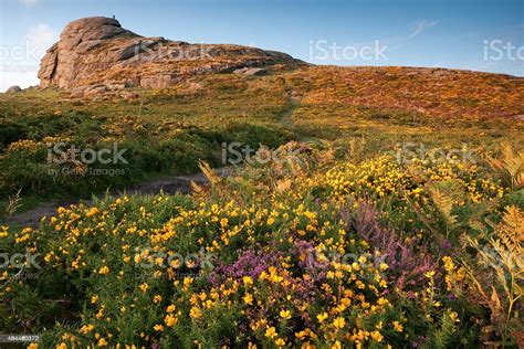 Haytor On Dartmoor Devon With Gorse And Heather Blooming Stock Photo