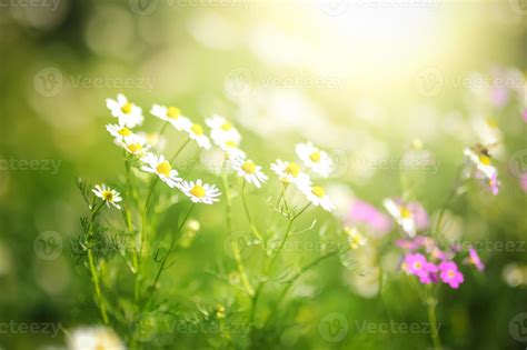 field of daisy flowers 11550981 Stock Photo at Vecteezy