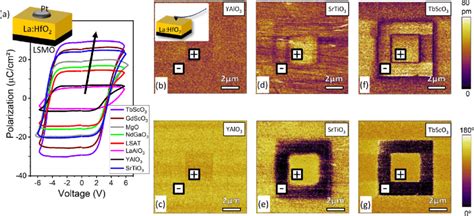 A Ferroelectric Polarization Loops B Amplitude And C Phase Pfm