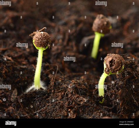 Growing Seedlings Hi Res Stock Photography And Images Alamy