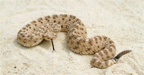 Sidewinder Snake Facts, Description, Diet, and Pictures